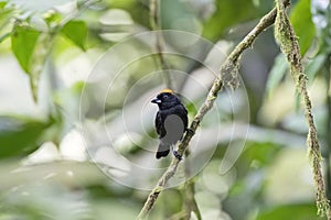 Close up of a Tawny-crested Tanager (Tachyphonus delatrii) male showing its orange feathers crest