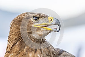 Close up of tawny eagle (Aquila rapax) a large bird of prey