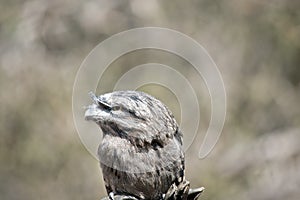 This is a close up of a tawny frogmouth