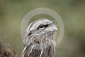 This is a close up of a tawny frogmouth