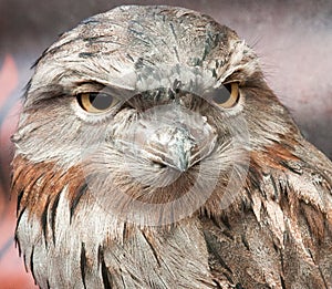 Close-up of tawny frogmouth face