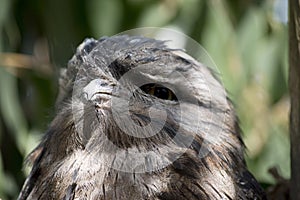 This is a close up of a tawny frogmouth photo