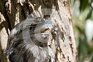 This is a close up of a tawny frogmouth in a tree