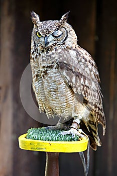 Close up of a Tawny Owl Strix aluco