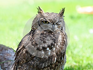 Close up of a Tawny Owl Strix aluco