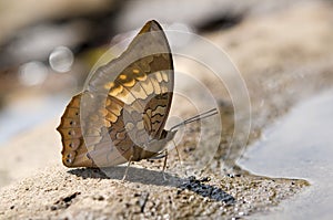 Close up of Tawny Rajah puddling in nature