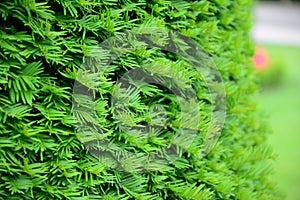 Close up on Taxus baccata, European yew hedge textured background. Yew Hedging. Pruning Yew Hedges photo