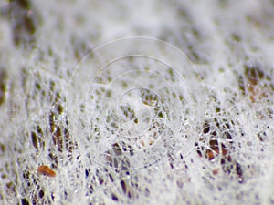 Close up of tea bag using macro lens lumix camera