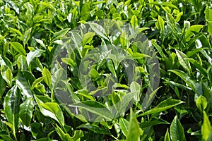 Close-up of Tea Leaves photo