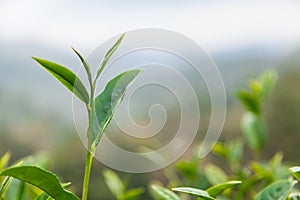 Close up tea leaves