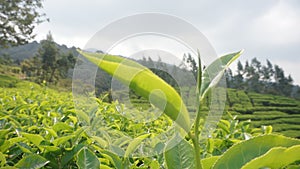 Close up tea leaves nature landscape in West Java Indonesia 0988