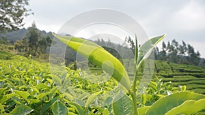Close up tea leaves nature landscape in West Java Indonesia 0988 photo