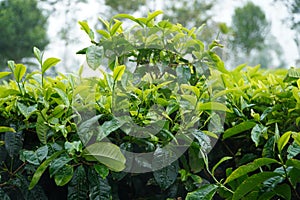 Close up Tea leaves in Tambi tea garden Wonosobo tea garden, Indonesia, are fresh light green