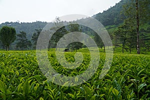 Close up Tea leaves in Tambi tea garden Wonosobo tea garden, Indonesia, are fresh light green