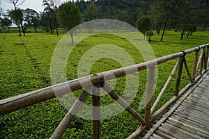 Close up Tea leaves in Tambi tea garden Wonosobo tea garden, Indonesia, are fresh light green