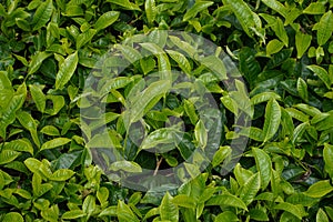 Close up Tea leaves in a Tambi Wonosobo tea garden, Indonesia, are fresh light green