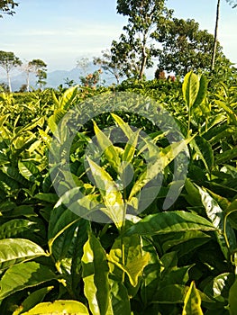 A close-up of tea leaves in a tea plantation.