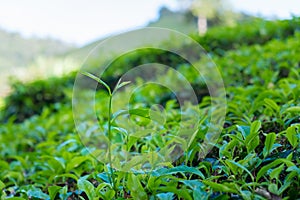 Close up of tea leaves in tea plantations
