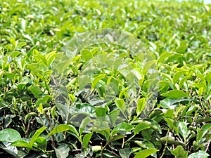 Close-up of tea plantations in Munnar, Kerala, India