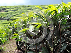 Close-up of tea plantations in Munnar, Kerala, India