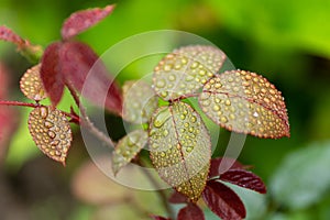 Close up of tea rose leafs with rain drops in soft focus