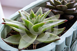 Close up of a teal cactus. Teal cactus leaves. Tidewater green background. Cactus plant pattern wallpaper. Succulent