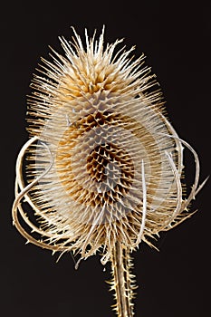 Close up teasel on black