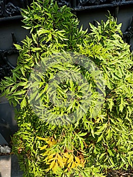 Close up of teatree plant