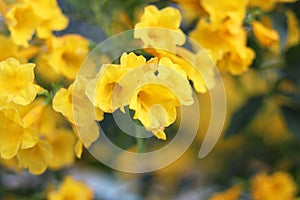 close up tecoma stans flower (yellow bell, yellow elder, trumpetbush, trumpetflower