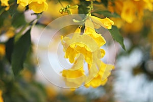 close up tecoma stans flower (yellow bell, yellow elder, trumpetbush, trumpetflower