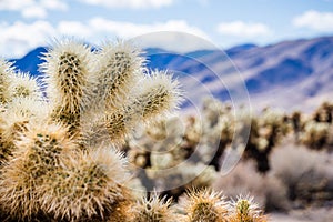 Close up of Teddybear Cholla (Cylindropuntia bigelovii), Cholla Cactus Garden, Joshua Tree National Park, California; blurred