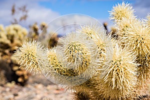 Close up of Teddybear Cholla Cylindropuntia bigelovii, Cholla Cactus Garden, Joshua Tree National Park, south California