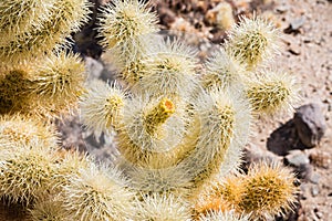 Close up of Teddybear Cholla (Cylindropuntia bigelovii), Cholla Cactus Garden, Joshua Tree National Park, south California; view