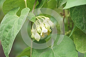 Telosma cordata flower in nature garden photo