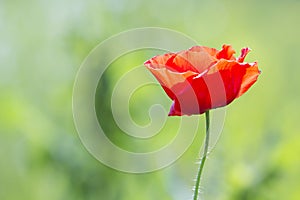 Close-up of tender blooming lit by summer sun one red wild poppy