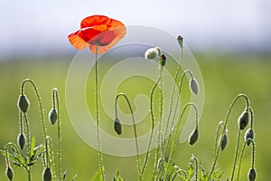 Close-up of tender blooming lit by summer sun one red wild poppy