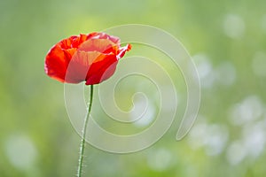 Close-up of tender blooming lit by summer sun one red wild poppy flower on high stem on blurred bright green bokeh summer backgrou