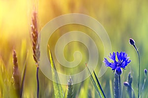 Close-up of tender blooming among wheat spices lit by summer sun one blue cornflower on high stem on blurred bright green summer