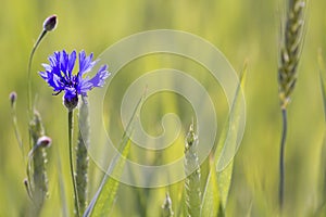Close-up of tender blooming among wheat spices lit by summer sun one blue cornflower on high stem on blurred bright green summer f
