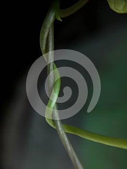 Close up of tendrils with blurry background