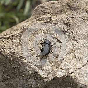 Close-up of Tenebrionidae beetle on stone photo