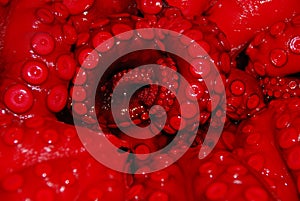 Close up of the tentacles of red octopus