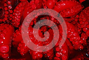 Close up of the tentacles of red octopus