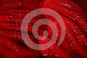 Close up of the tentacles of red octopus