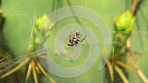 Close-up of tentweb orbweaver spider