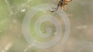 Close-up of tentweb orbweaver spider