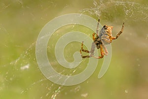 Close-up of tentweb orbweaver spider