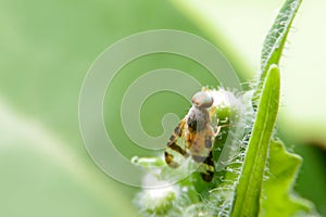 Close-up Terellia ruficauda, fruit flies on green leaf