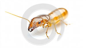 Close-up Termite Isolated White Background Image