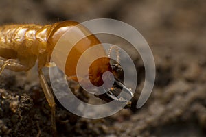 Close up termite soldiers